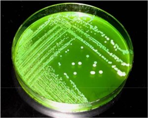 Brilliant Green Agar BGA PreparedBio